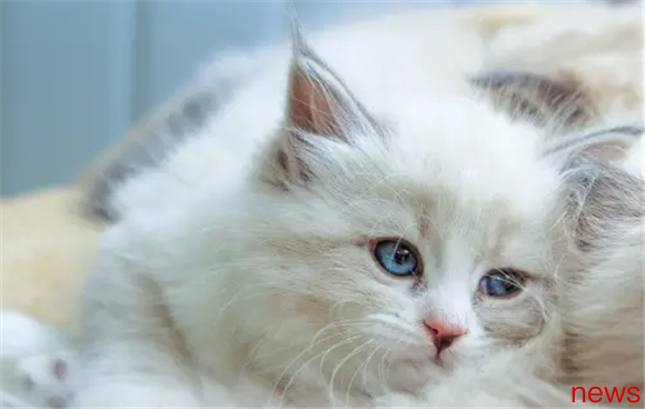 Why do you say that it is best to keep a male cat? What are the gender advantages?