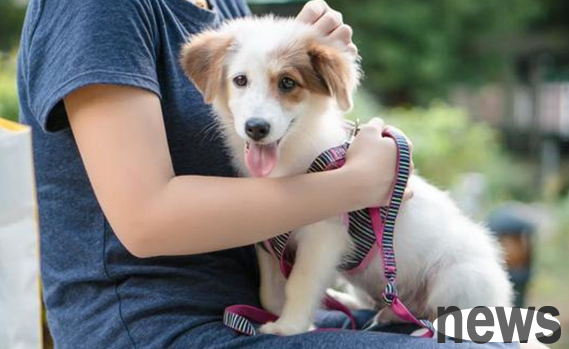 These taboos for raising dogs must be done in place by shovelers