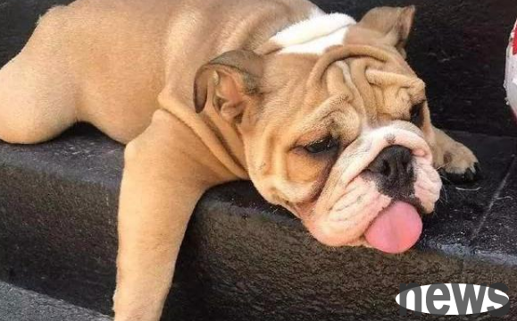 Keep dogs in summer, pay attention to these common high incidence diseases