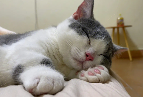 What is calicivirus? How to treat cats with calicivirus?
