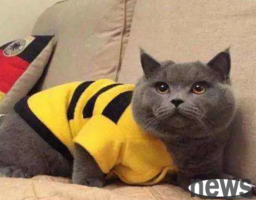 Will the blue cat have a cheek? How to develop a 