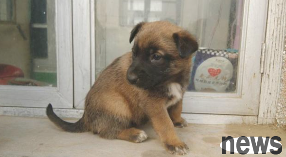 What are the easy-to-raise dogs? Take a look at these 6 types, which will make you feel gentle and handsome