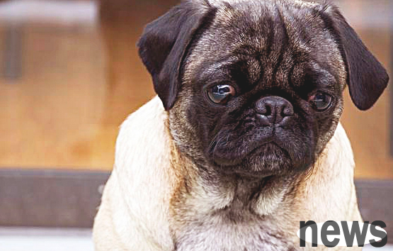 Can dogs really not eat salt? Please don’t give you “ignorance” and harm it again!