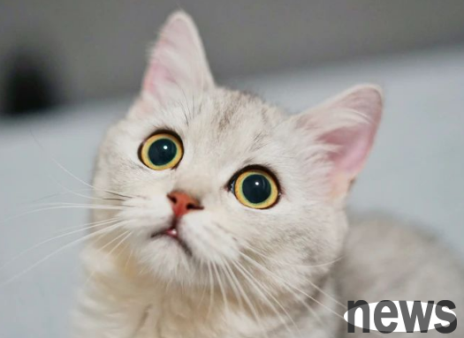 Lightning protection post for newbie raising cats｜Quickly transform into a cat raising expert!