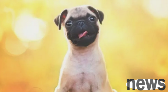 Classroom teaching for pet raising beginners: simple and easy-to-learn puppy first aid measures!