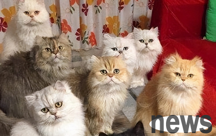 Recognized: The 6 kinds of cats with the highest appearance are moved when you see them