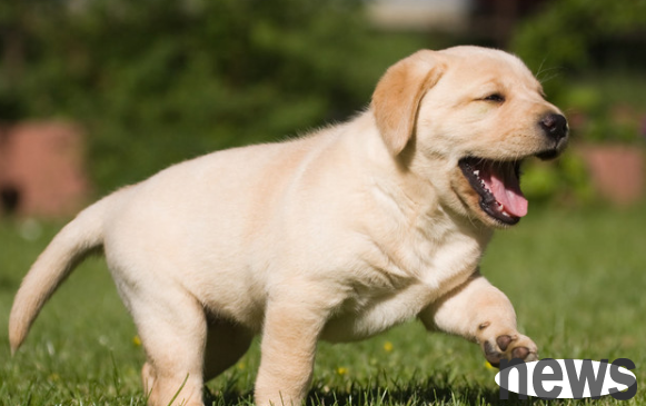 Can a month-long puppy train to urinate? Patience is important