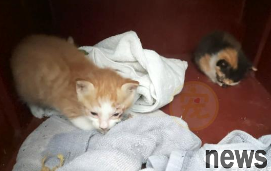 The stray cat mother gave the kitten to humans one after another. Does it really not love its children?